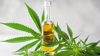 CBD Oil for Wellness