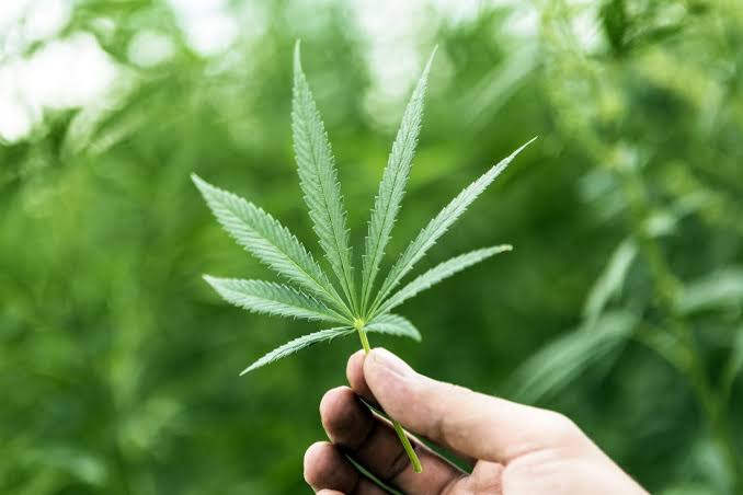 CBD Oil vs CBD Isolate